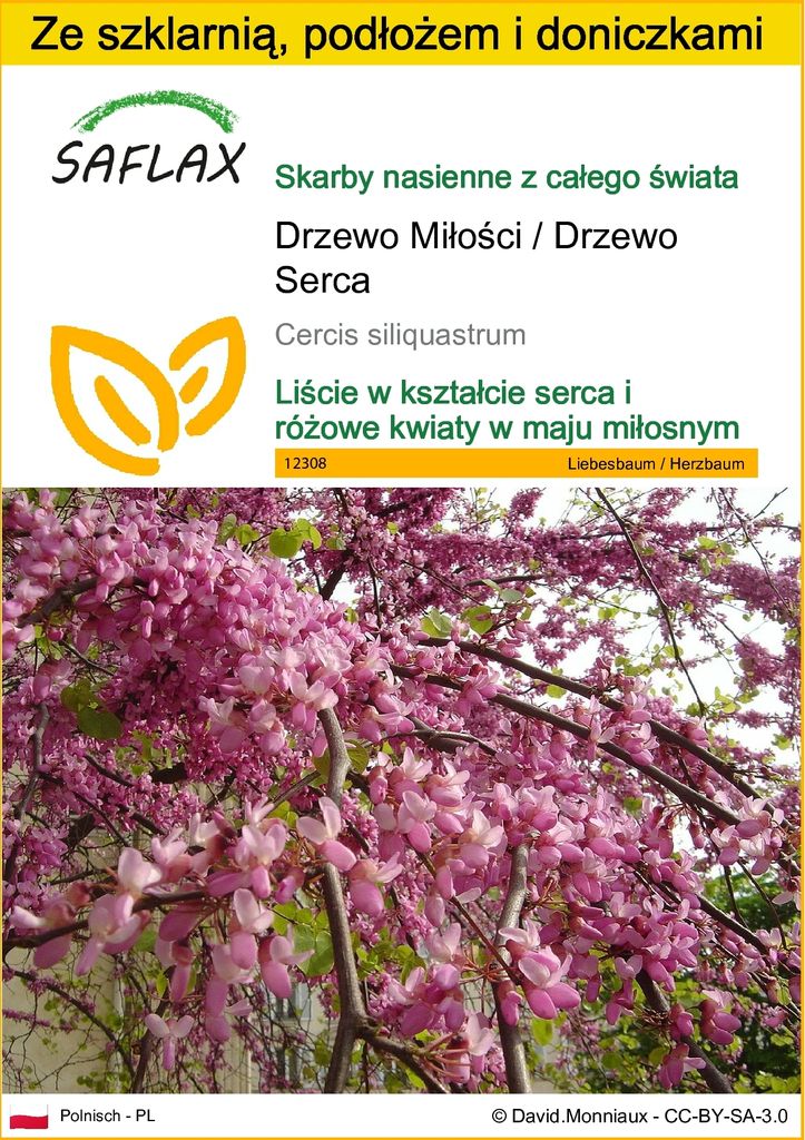 SAFLAX - Zestaw do uprawy - Drzewo Miłości / Drzewo Serca - Zdjęcie produktu 