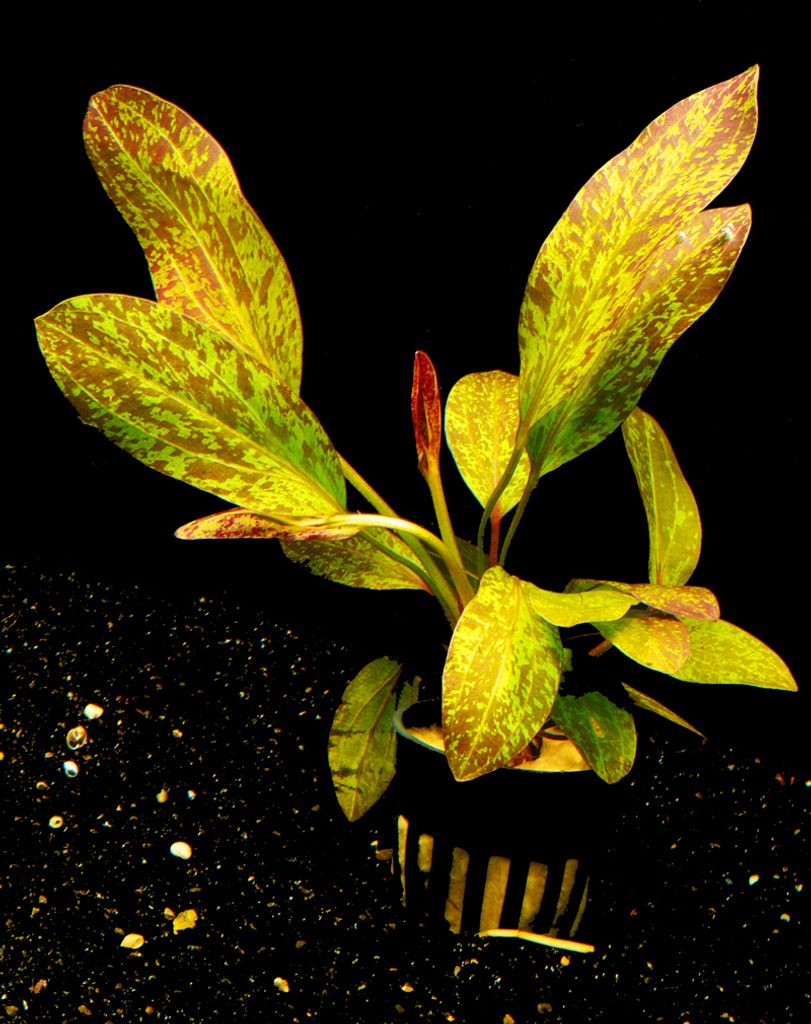 1 Topf Schwertpflanze 'Ozelot rot' (Echinodorus ozelot red) Produktbild 