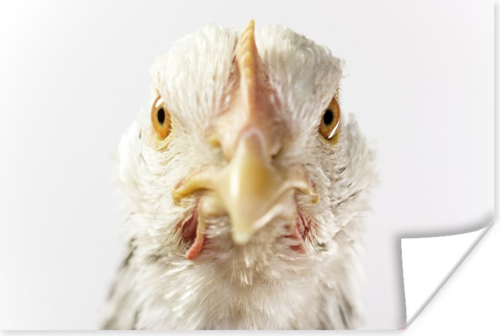 MuchoWow Poster Huhn - Vogel - Schnabel 180x120 cm - Fotoplakat