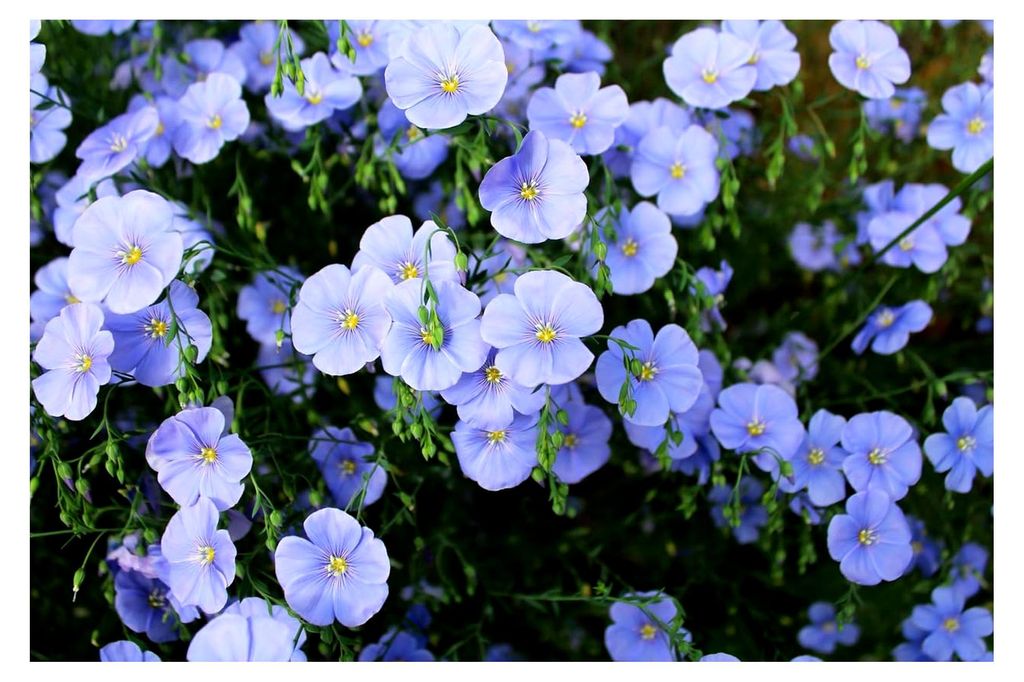 2000+ Samen Blaue Lein Linum perenne Staudenlein Wildblume Blumenwiese Bienen