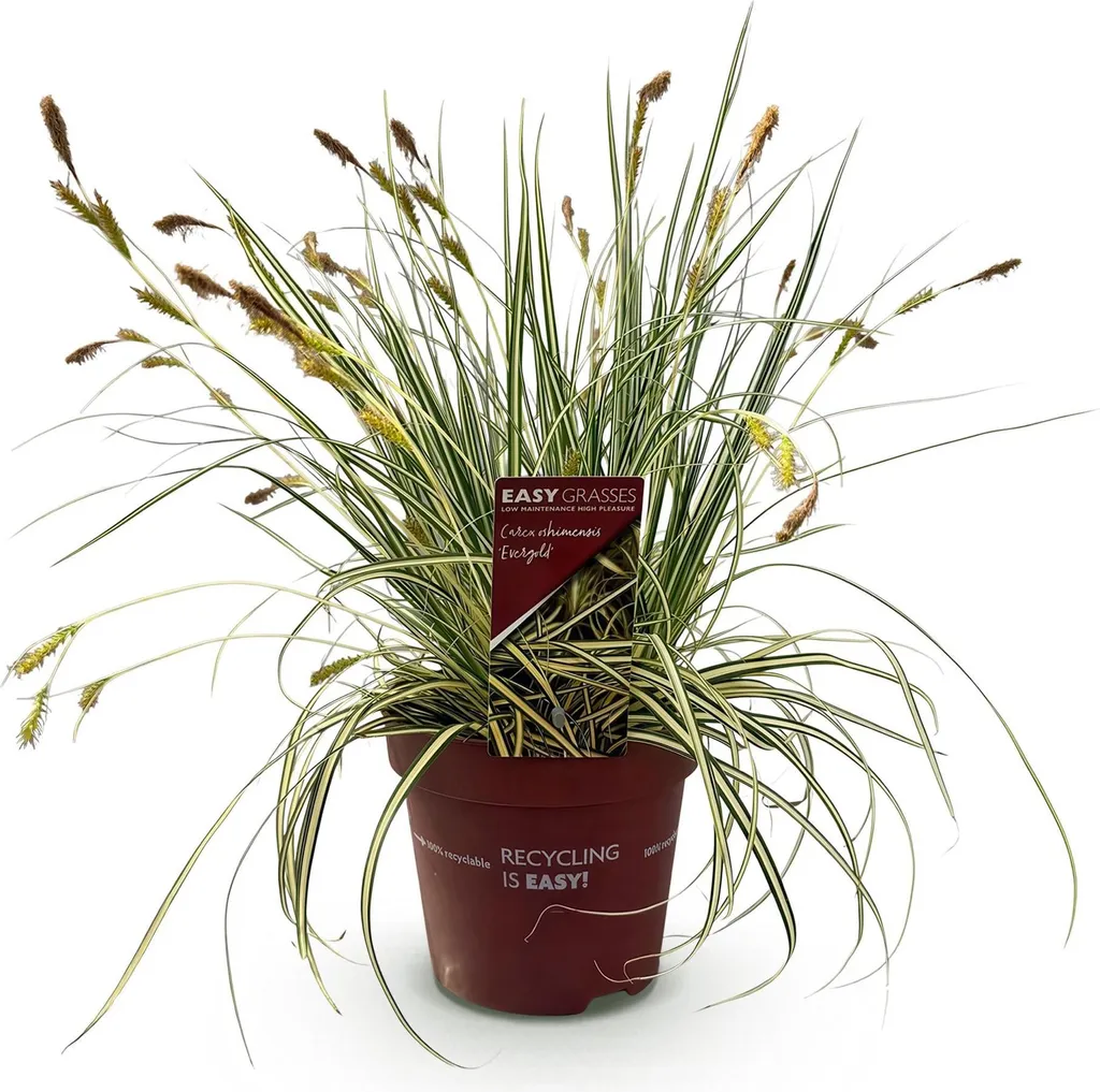 Carex Evergold contre l'Ombre au Jardin - Graminée Persistante Jaune-Vert