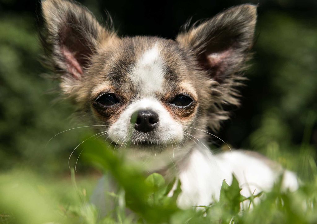 hansepuzzle 34440 - Hund Puzzle, 260 Teile, Tierwelt, 41,0 x 28,0cm mit hochwertiger Aufbewahrung, Kartonbox und wiederverschließbarem Beutel