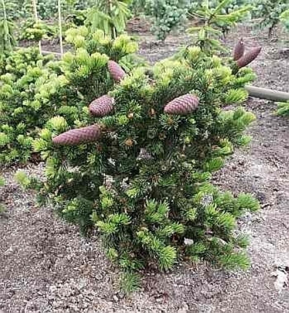 Picea pungens Lucky Strike - Zapfenfichte - 60-70 cm