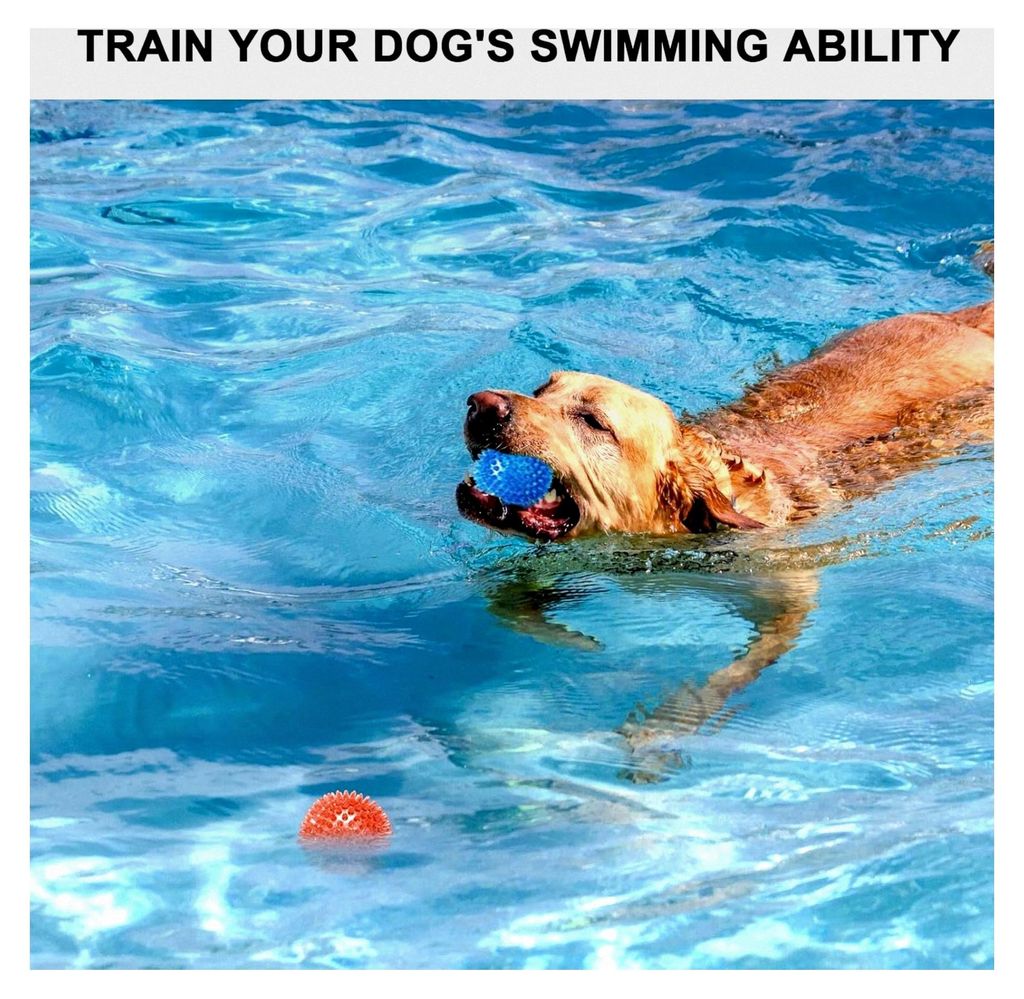 Set aus 4 quietschenden Hundespielzeugen, unzerstörbare Kaukugel für Welpen, Zahnreinigung und Training für kleine und mittelgroße Hunde