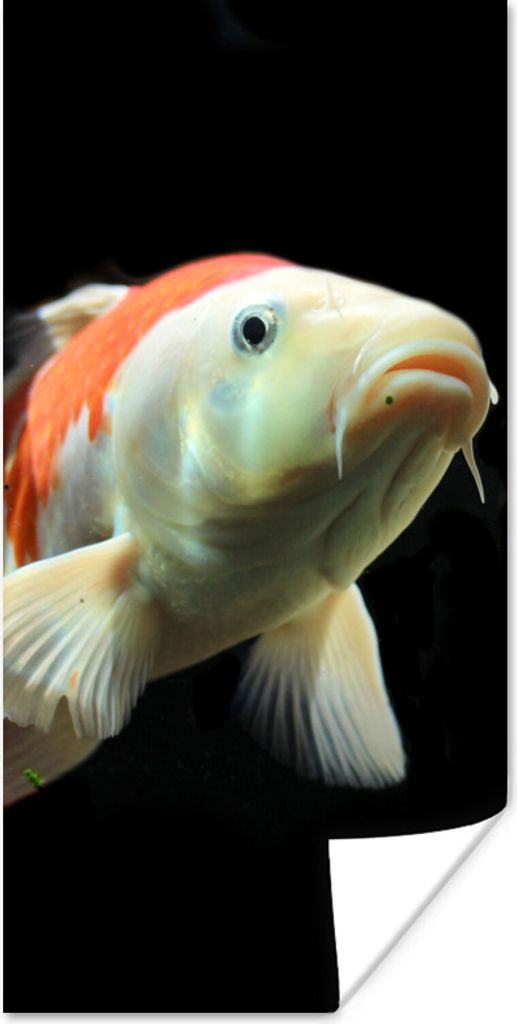 MuchoWow Poster Ein Koi-Karpfen mit orangefarbenen Details vor einem schwarzen Hintergrund 75x150 cm - Dekoration für die Wände