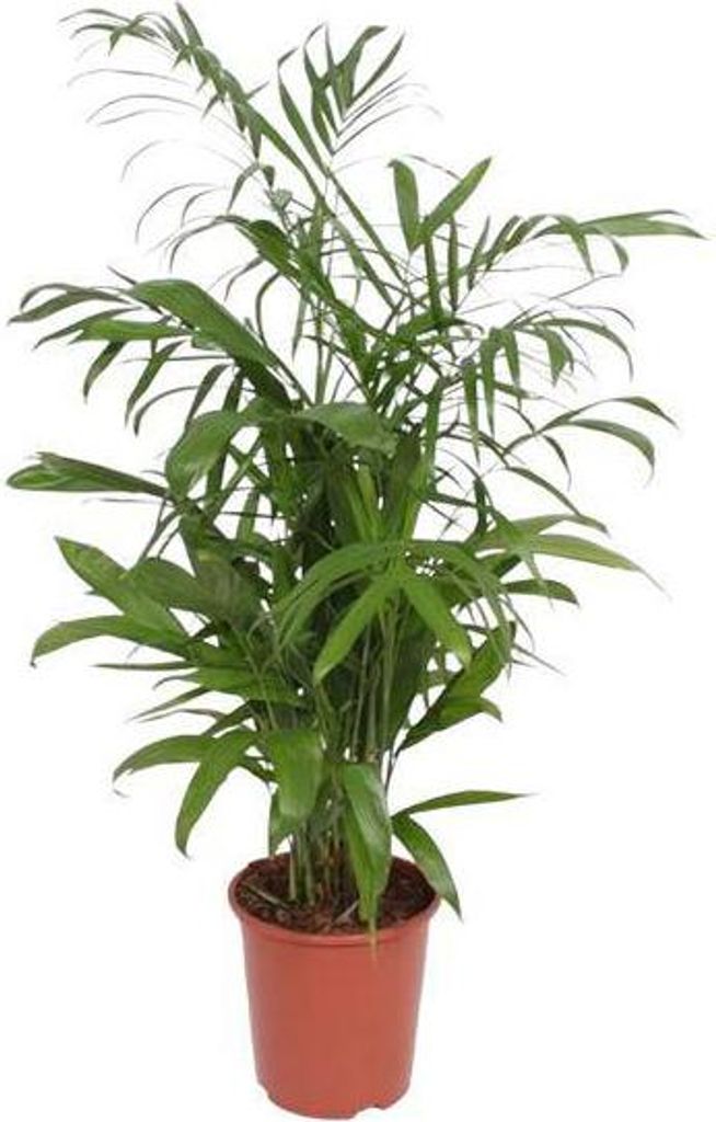 Chamaedorea Seifrizii 140cm Ø27cm – Bambuspalme Zimmerpflanze pflegeleicht