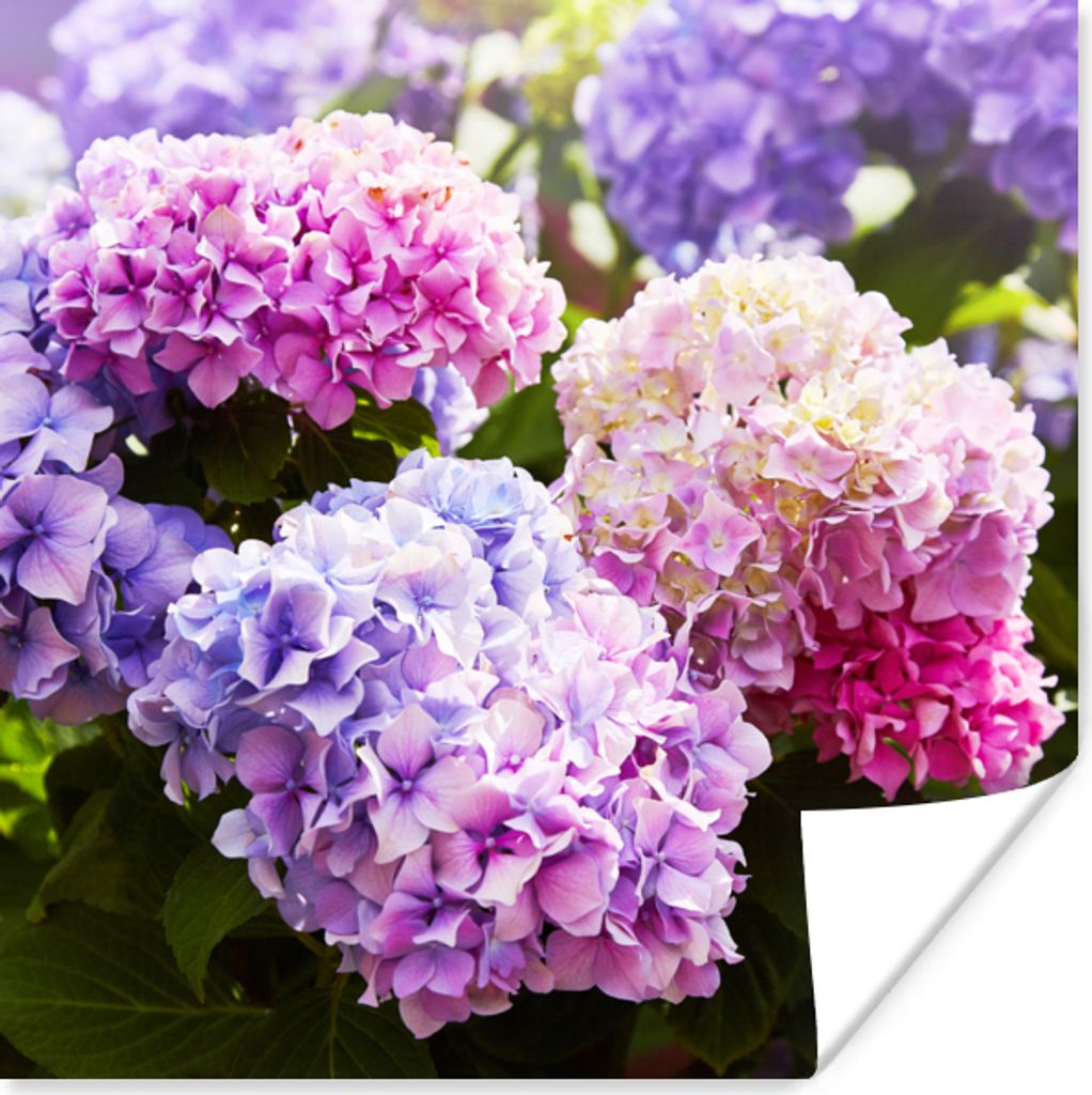 MuchoWow Poster Blumen - Hortensie - Rosa - Blätter - Sonne 30x30 cm - Wandposter - Printing