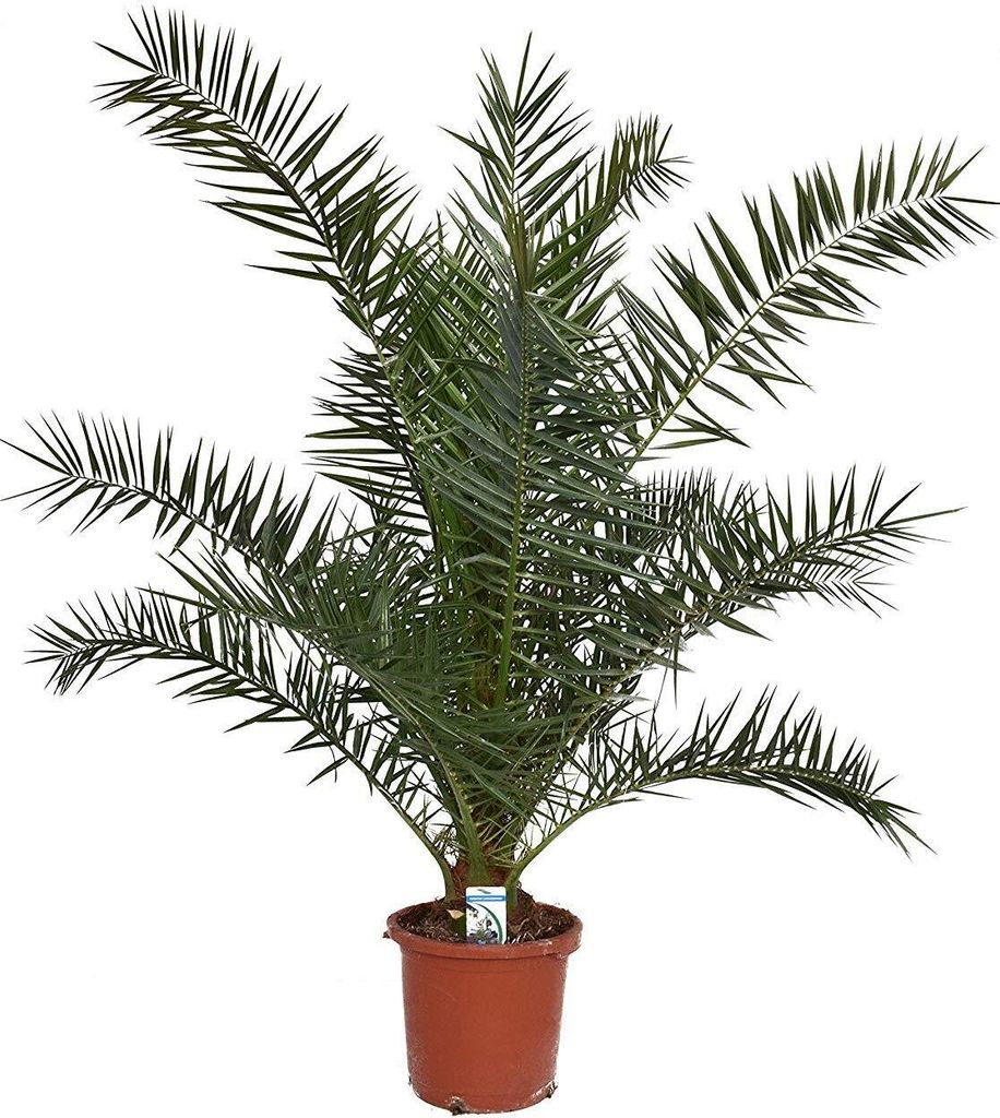A potted palm tree against a white background.