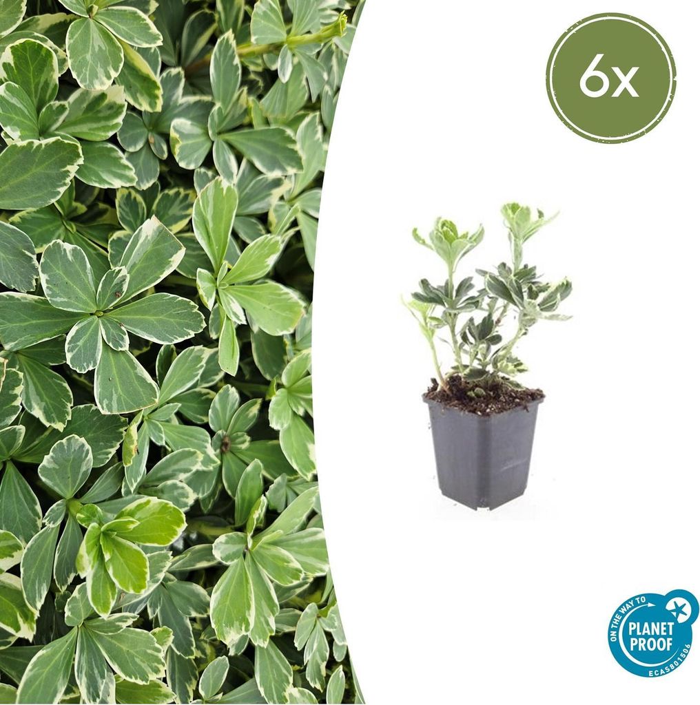 Pachysandra terminalis 'Variegata' | 6 Stücke - 10-25cm - Ø9cm - Gartenpflanze