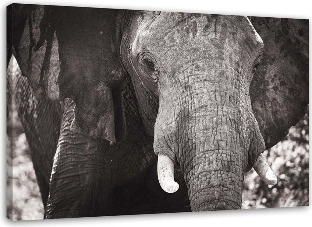 Leinwandbild schwarzer und weißer elefant 90x60 cm Feeby grau wandbild bereit zum aufhängen