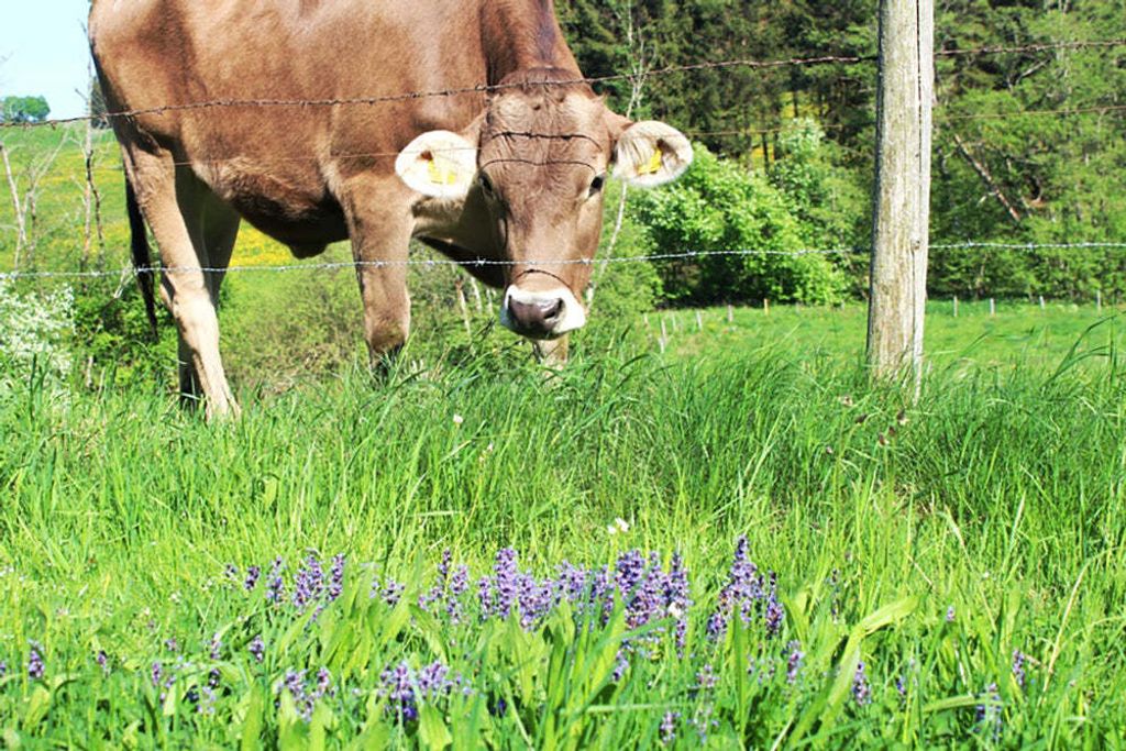 Pfostenkappe für Holzpfosten Zaunkappe Pfostenabdeckung – 1 Produktbild 6