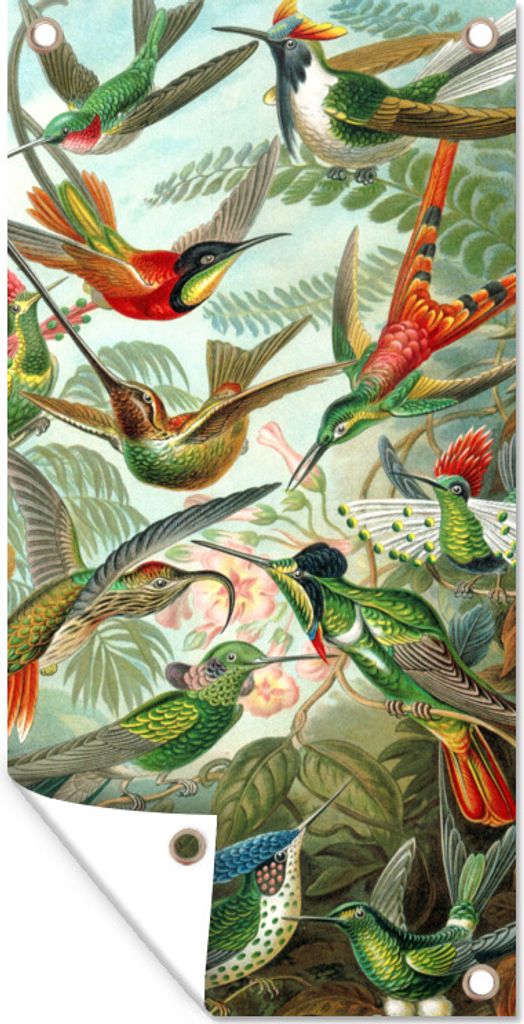 MuchoWow 40x80 cm Outdoor-Poster Gartendeko Sichtschutz Garten Poster für den Garten Gestaltung - Kolibri - Natur - Ernst Haeckel