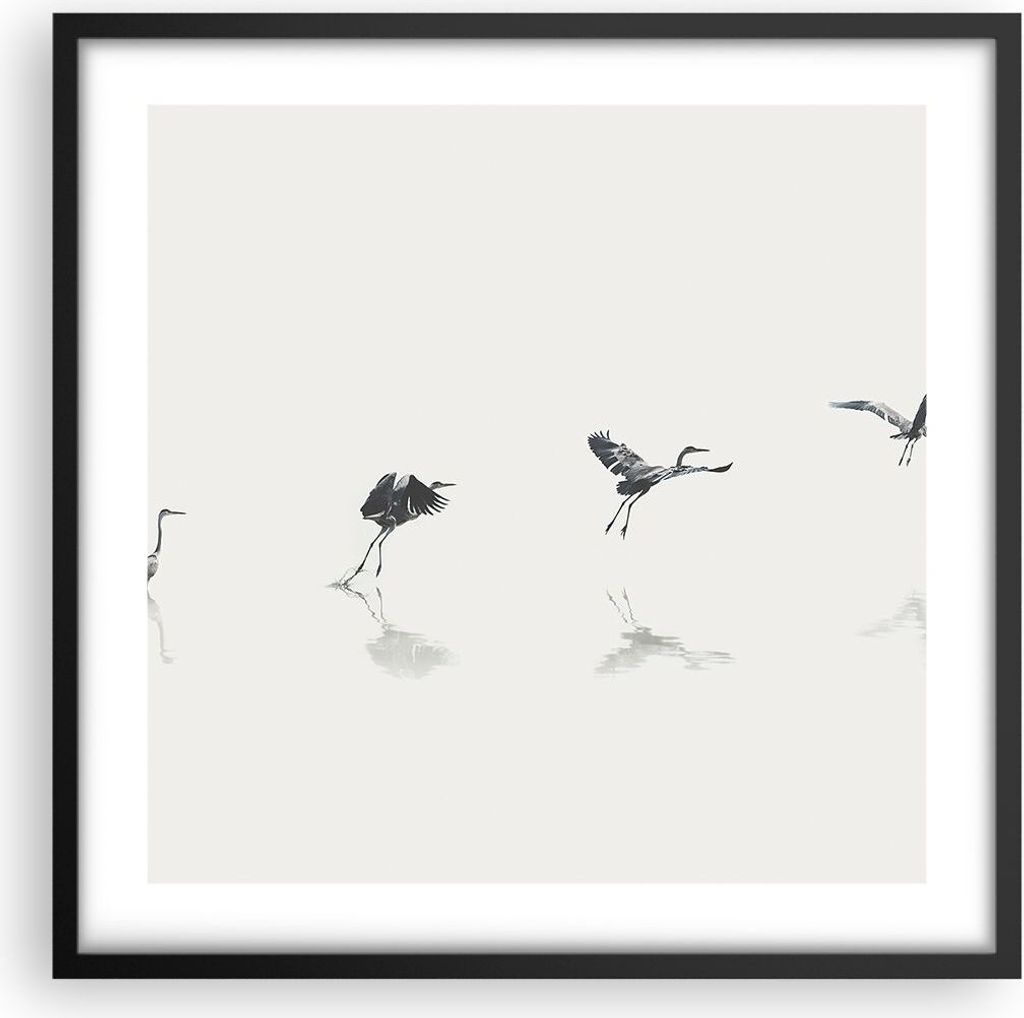 Gerahmtes Poster - Schwarzer Rahmen - Flug Vogel Reiher - Produktbild 
