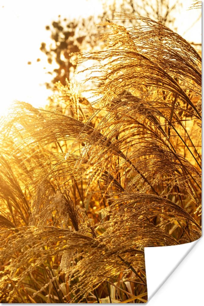MuchoWow Poster Pampasgras - Sonne - Gras 80x120 cm - Papierdruck