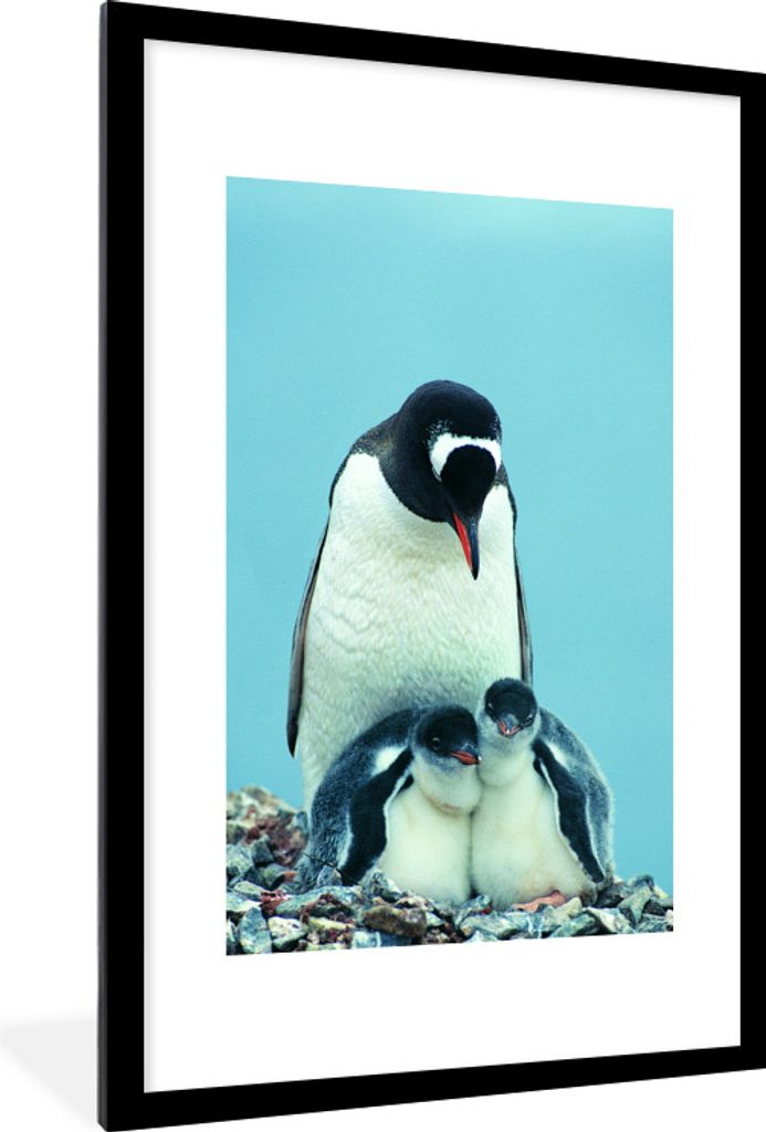 MuchoWow MuchoWow Gerahmtes Poster Tiere - Pinguine - Küken 60x90 cm - Poster mit zchwarzem Bilderrahmen - Dekoration - Wandposter Wohnzimmer ...
