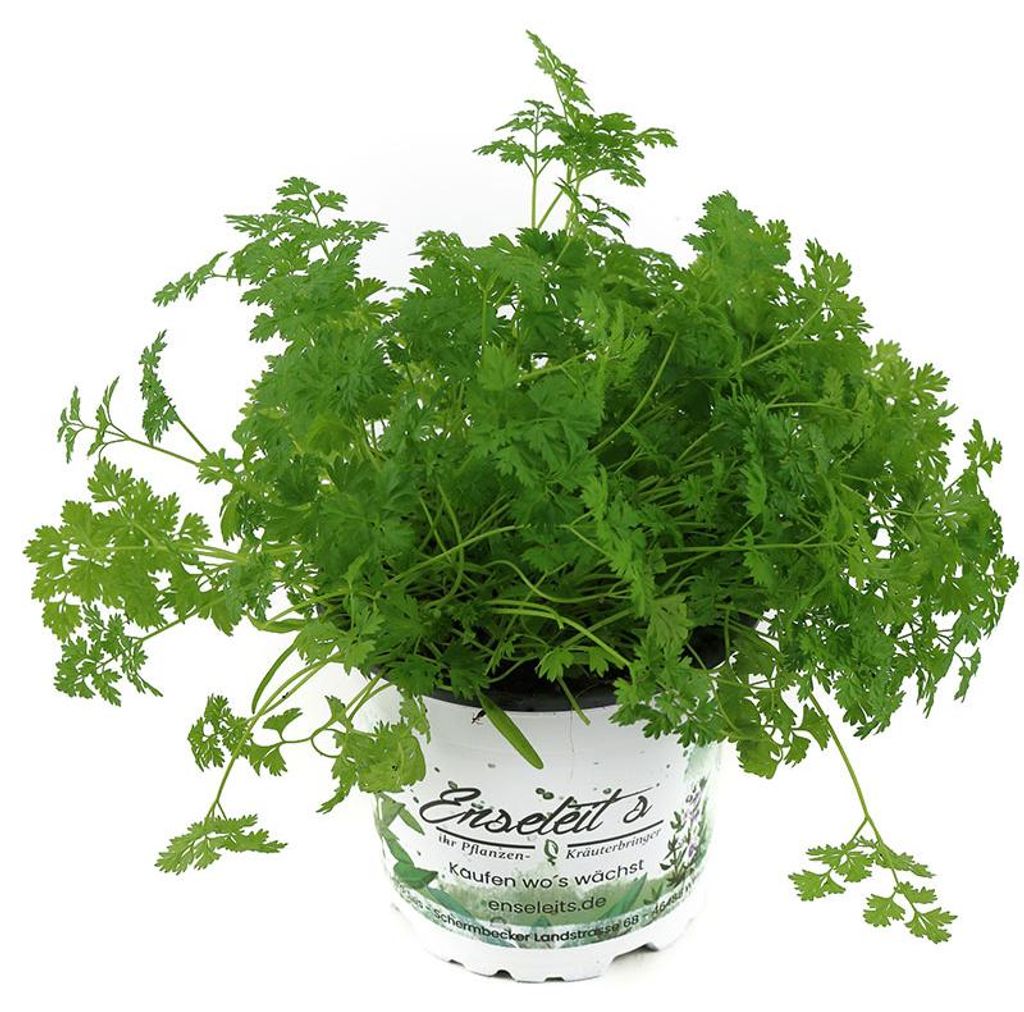 Enseleits Kerbel Pflanze, Anthriscus cerefolium, frischer Produktbild 