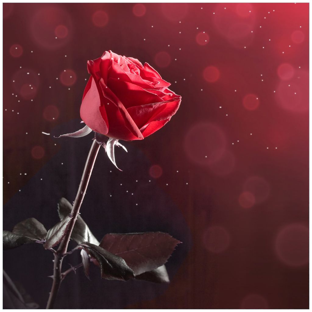 Wallario Magnet für Kühlschrank / Geschirrspüler, magnetisch haftende Folie - 60 x 60 cm, Motiv: Rote Rose Single