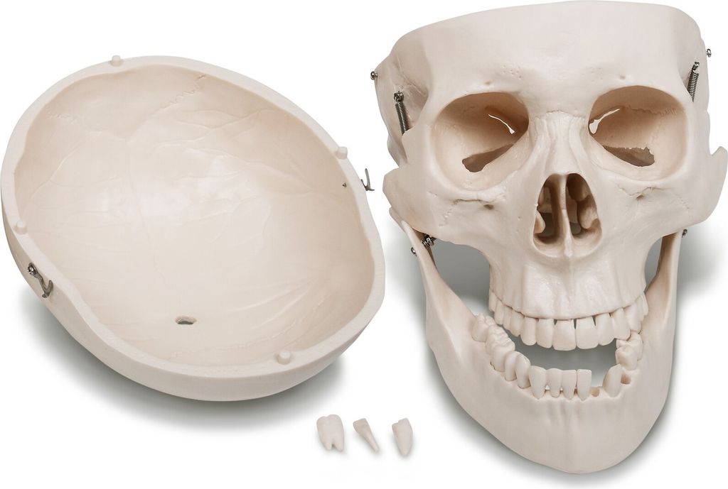 Jago® Menschliches Anatomie Skelett 181.5 cm - inkl. Produktbild 