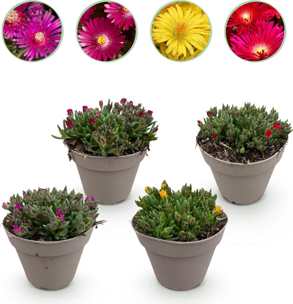GreenboutiQ - Bodendecker - Winterhart - Delosperma - 4 Pflanzen - Farben Rot - Gelb - Lila - Rosa - Wenig Pflege - Topf 14cm Höhe 17cm