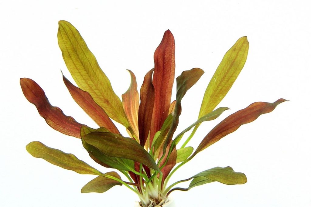 Wasserpflanze Echinodorus Red Chamäleon
