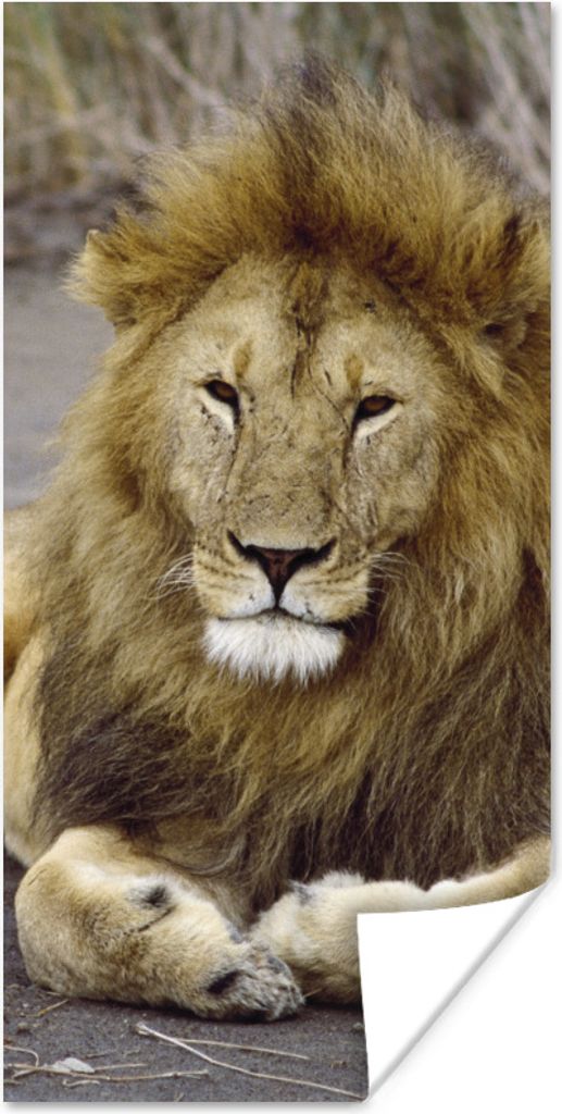 MuchoWow Poster Löwe - Afrika - Tier 75x150 cm - Dekoration für die Wände