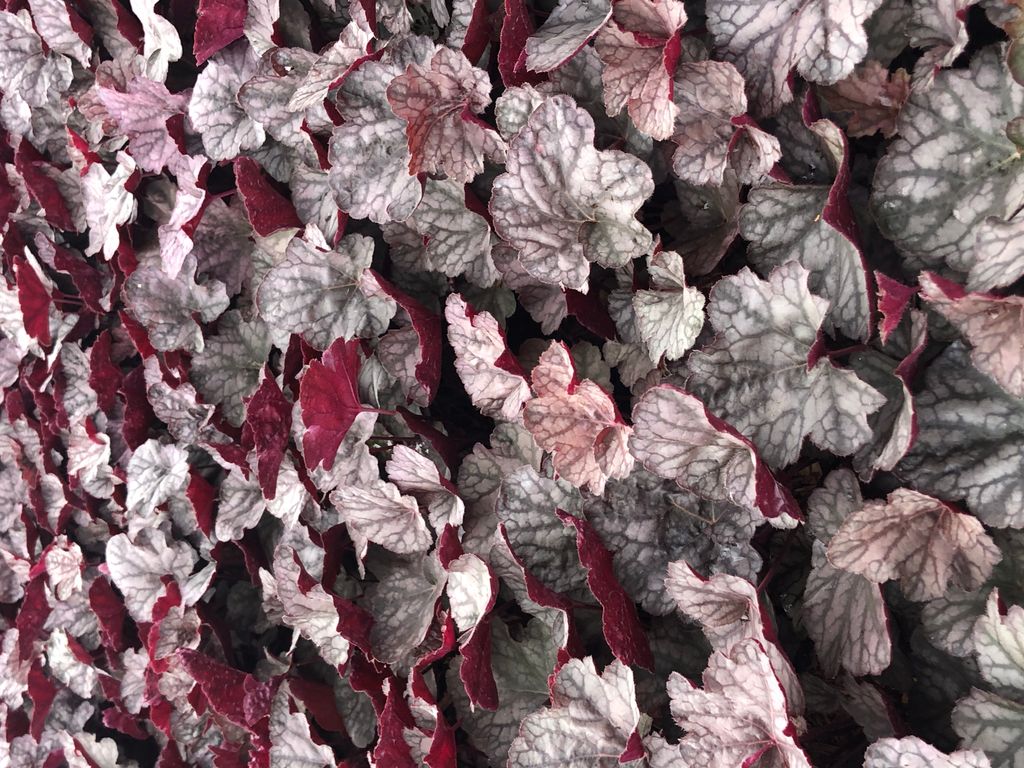 6 x Heuchera hybr. 'Cascade Dawn' - Purpurglöckchen - Topf Produktbild 