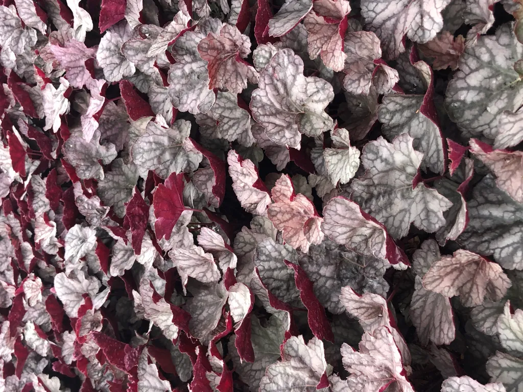 Plantes d'ombre Heuchera 'Cascade Dawn' - Idéal pour bordures et bacs