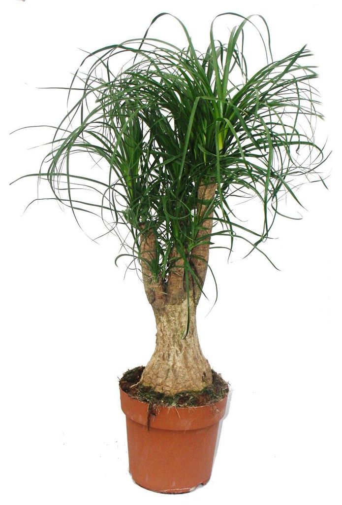 Elefantenfuß – verzweigt – Zimmerpflanze – ca. 60 cm
