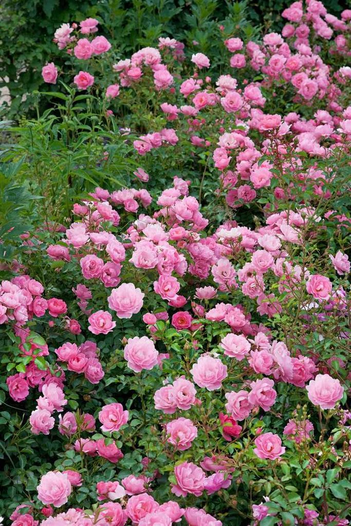 Rosa 'Sommerwind', Beetrose, rosa, 3-5 Liter Container Produktbild 
