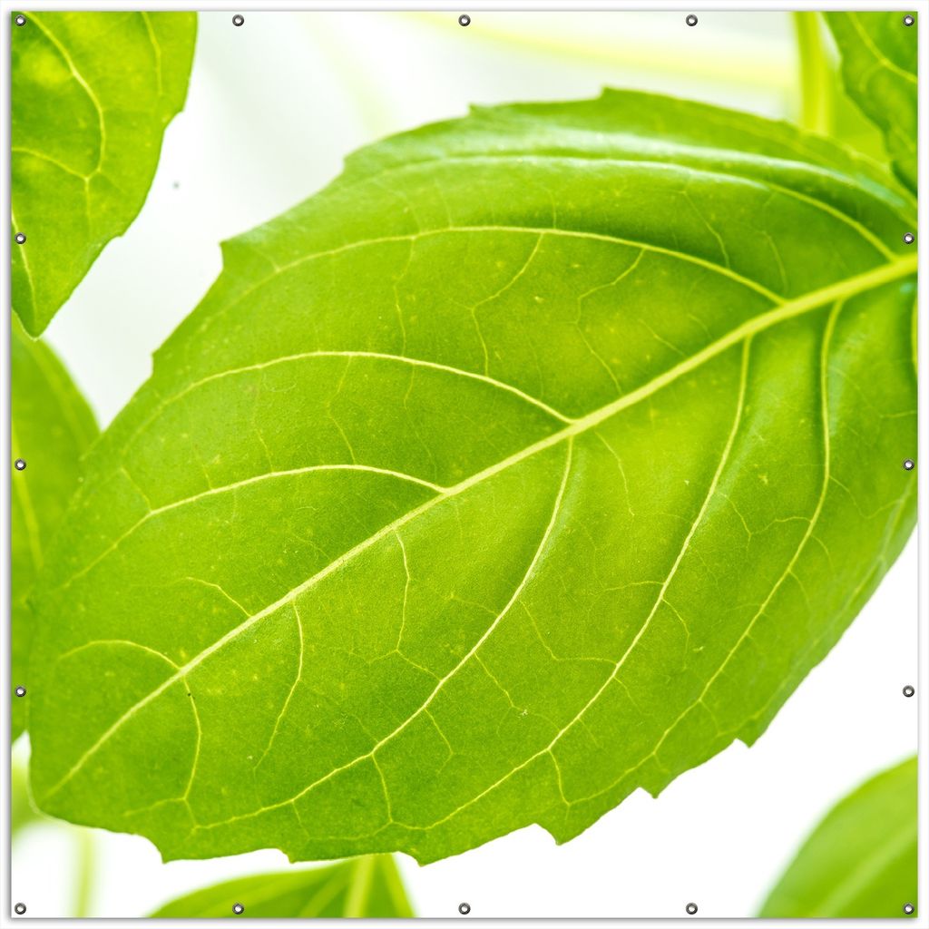 Wallario XXL Outdoor-Poster für Garten oder Balkon, Motiv Frische Basilikumblätter, in ca. 200 x 200 cm