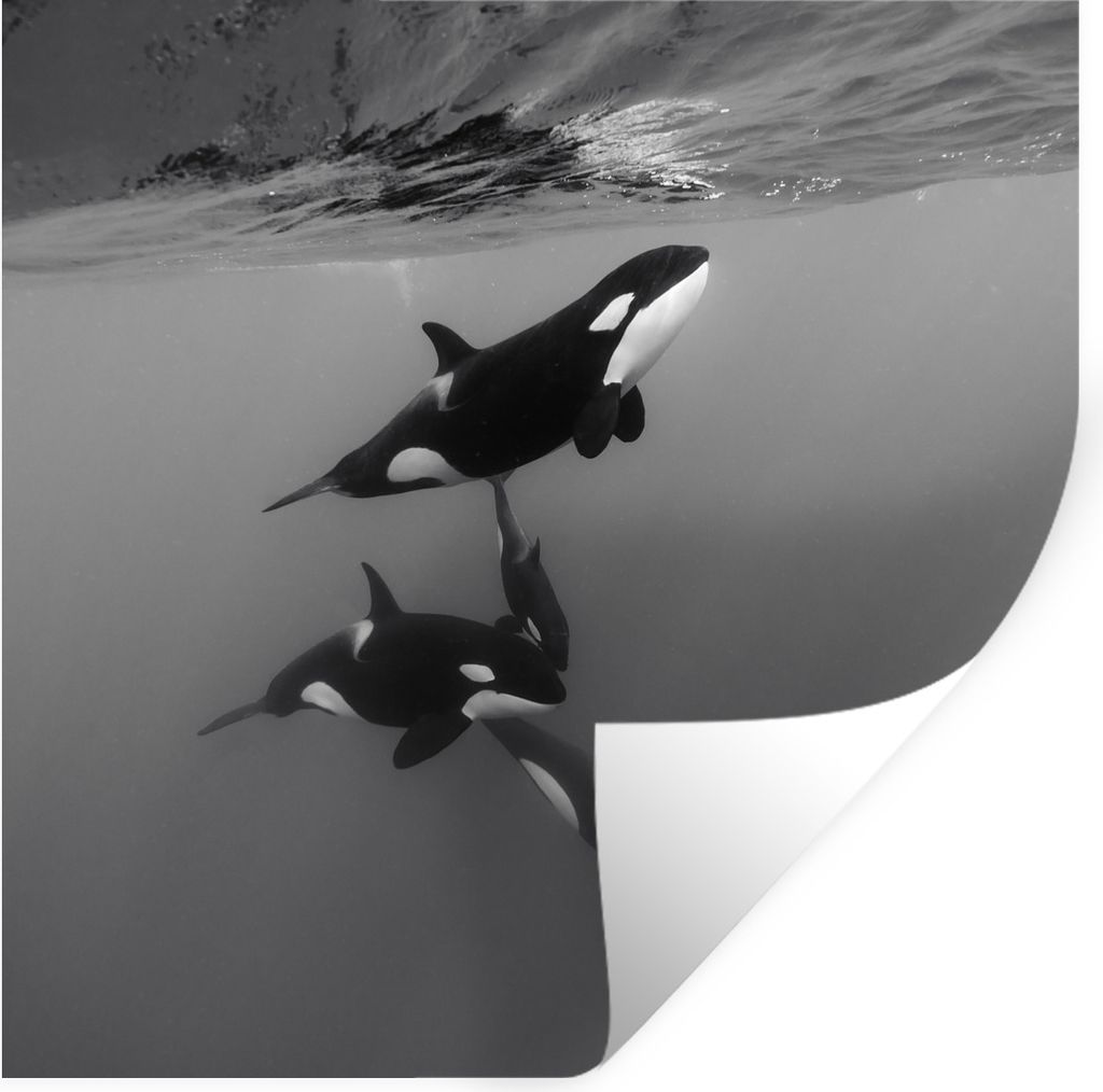 MuchoWow Wandtattoo Wandsticker Wandaufkleber Orca - Wasser - Schwarz - Weiß 30x30 cm Selbstklebend und Repositionierbar - Repositionierbar - Wa...