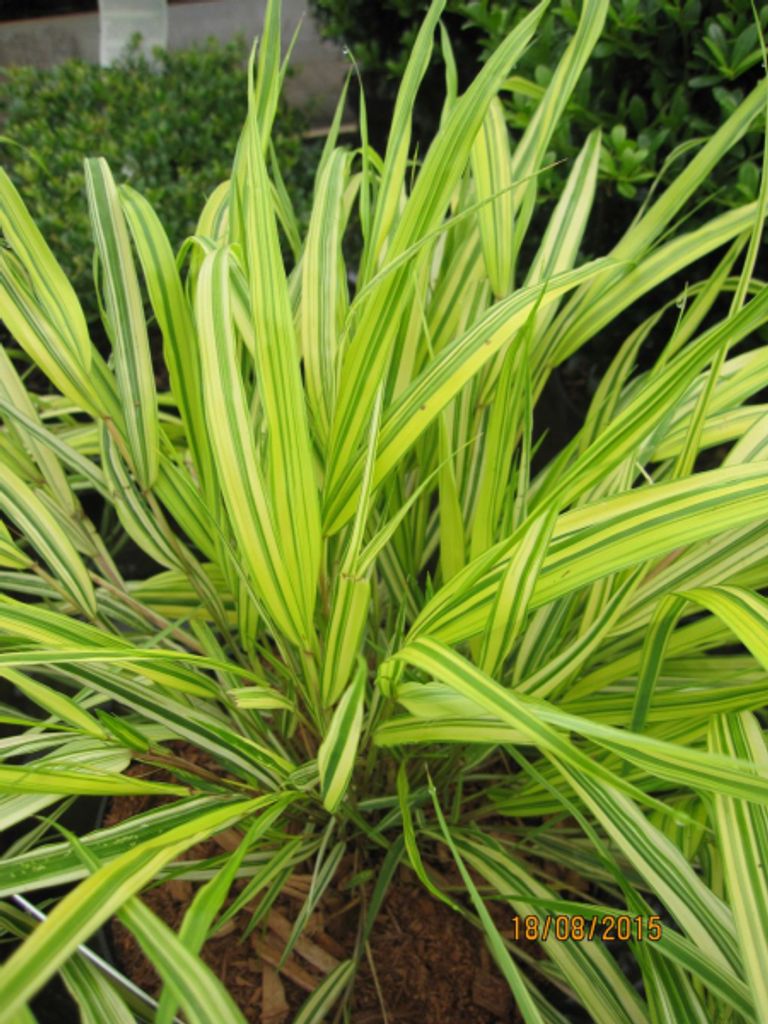 Goldenes Japangras - Hakonechloa macra Aureola