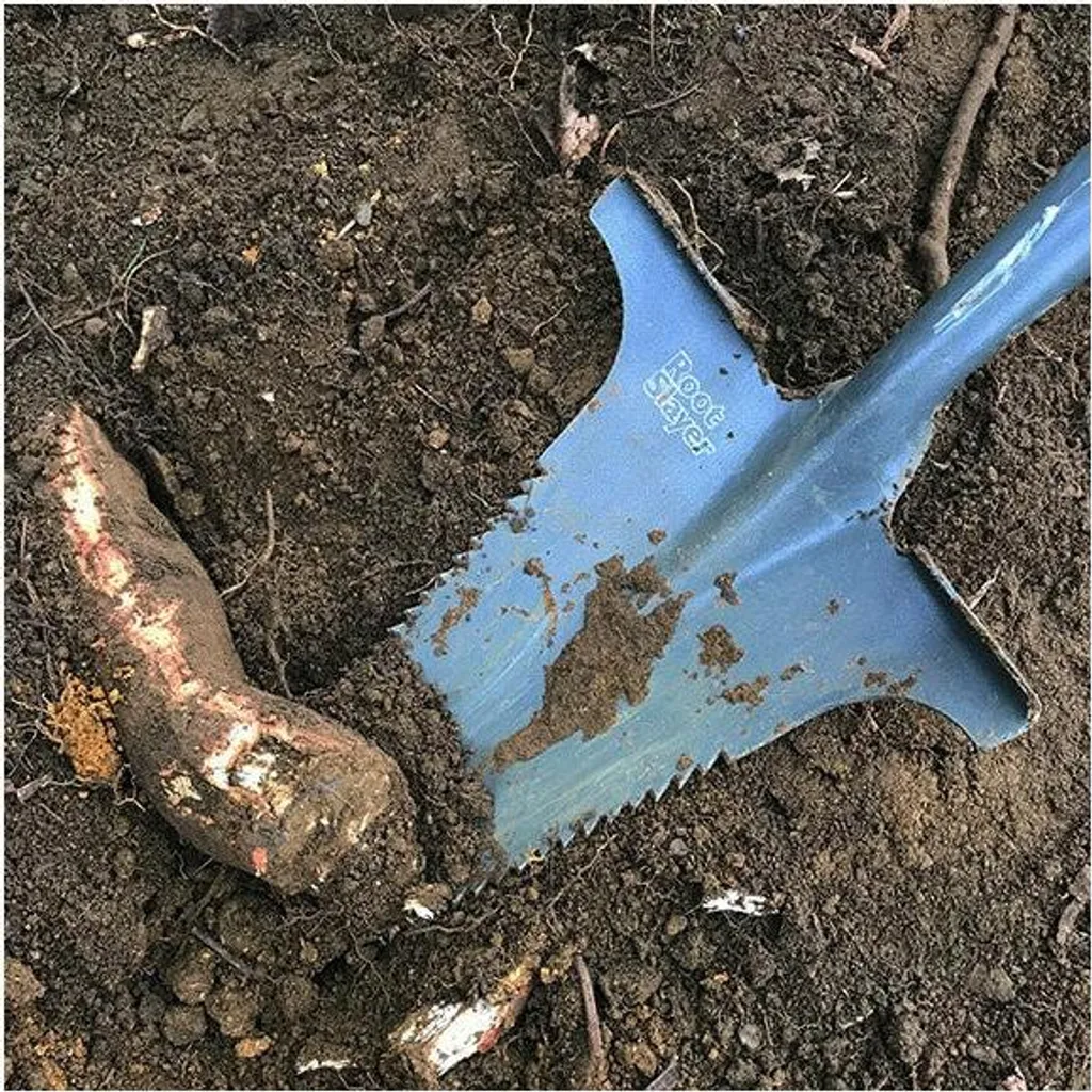 Bêche de jardin Root Slayer Édition Massive pour dessouchage difficile