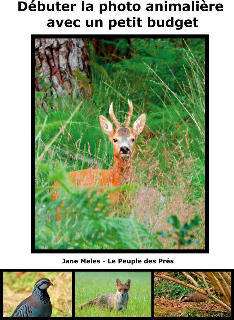 Débuter la photo animalière avec un petit budget