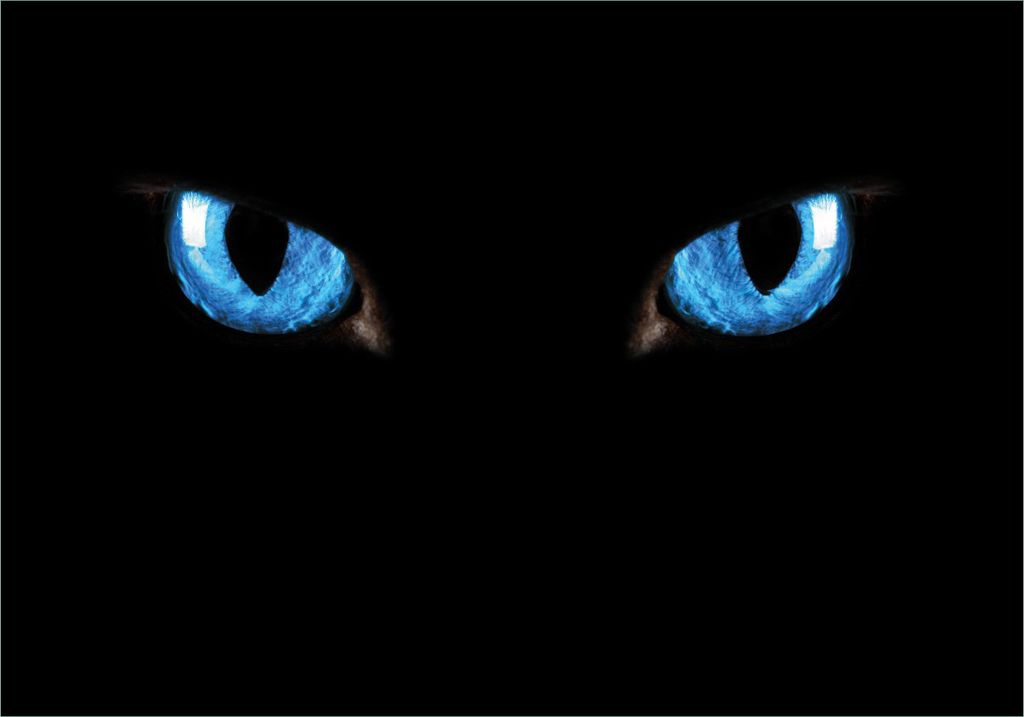 Wallario Poster - Blaue Katzenaugen bei Nacht, Kunstdruck Größe: 70 x 100 cm