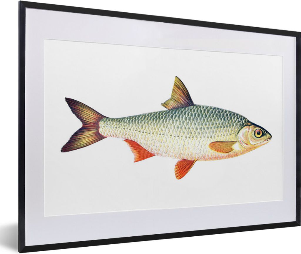 MuchoWow MuchoWow Gerahmtes Poster Fisch - Frontaler Realismus 60x40 cm - Poster mit zchwarzem Bilderrahmen - Schlafzimmer - Plakat in Rahmen -...