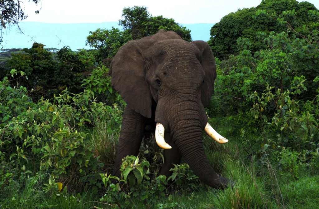 hansepuzzle 84580 - Elefant Puzzle, 500 Teile, Natur, 46,0 x 30,0cm mit hochwertiger Aufbewahrung, Kartonbox und wiederverschließbarem Beutel