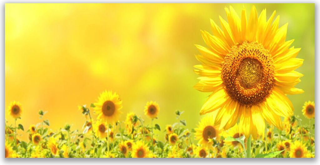 Glasbilder 120x60 Wandbild Druck auf Glas Sonnenblumen Pflanzen
