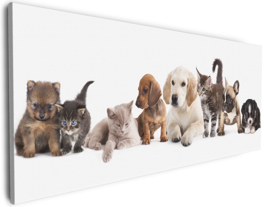 Wallario Premium Leinwandbild Hundewelpen und Katzenjunge in Größe 50 x 125 cm