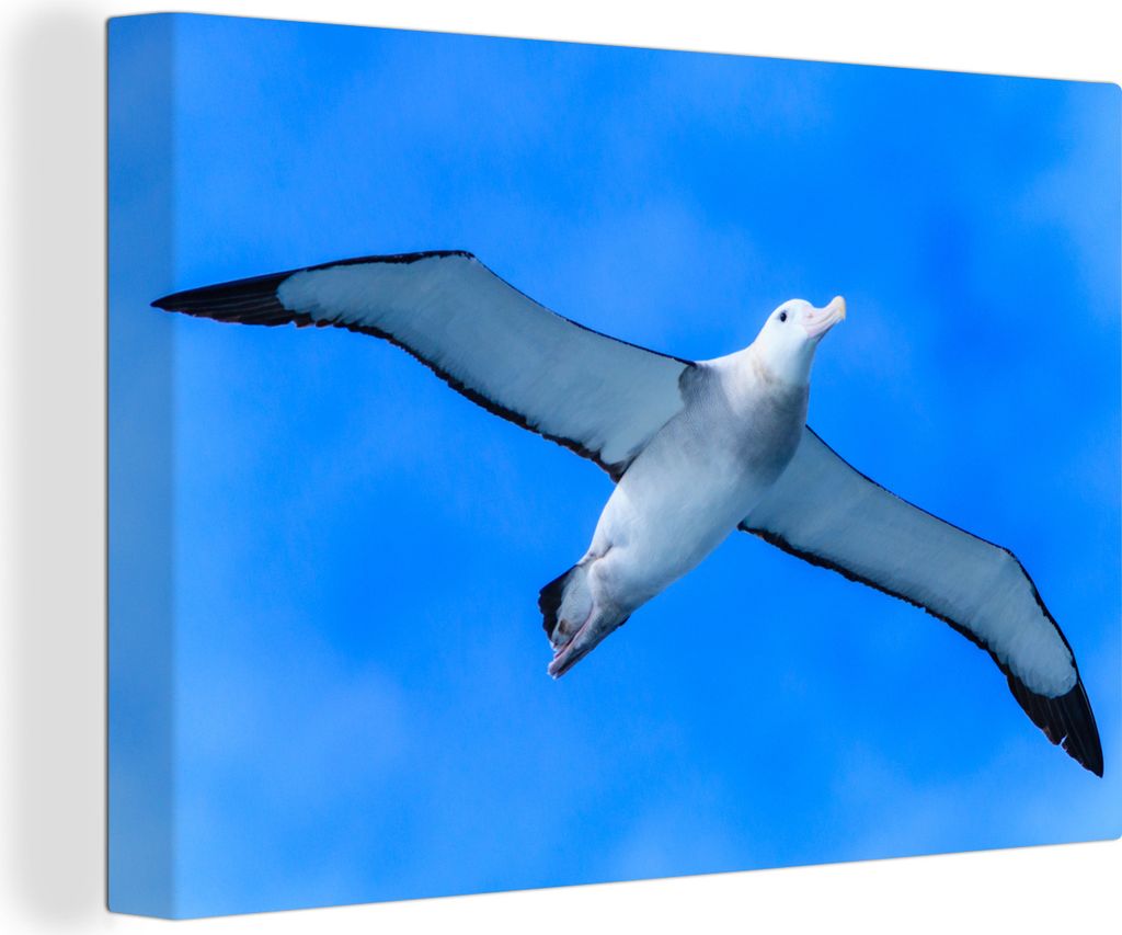 OneMillionCanvasses - Leinwandbilder - 150x100 cm, Albatros - Luft - Blau, Wandbilder Kunstdruck Wanddekoration