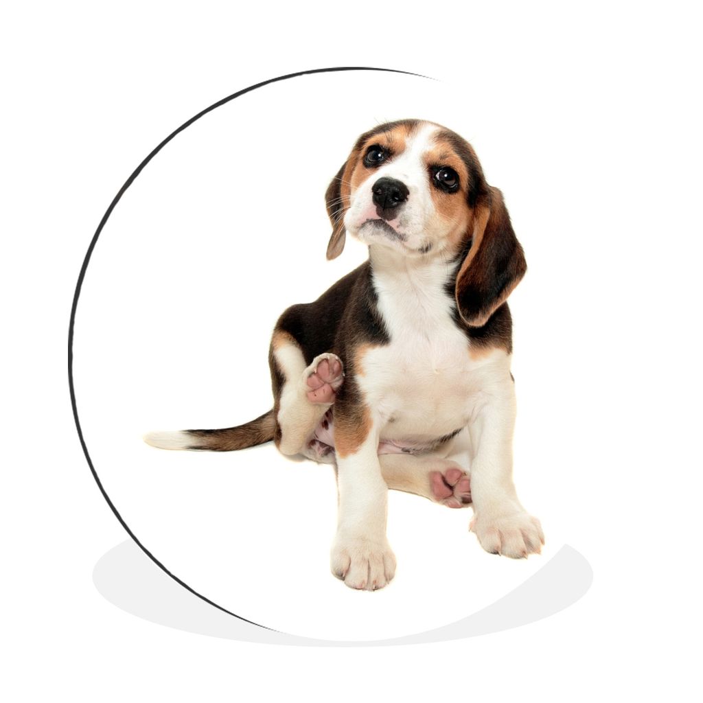 MuchoWow Aluminium Wandkreis Welpe - Beagle - Weiß Ø 30 cm Wanddeko Modern Wohnzimmer - Wand Bild - Wohnzimmer - Runde Bilder - Alubilder - Kun...