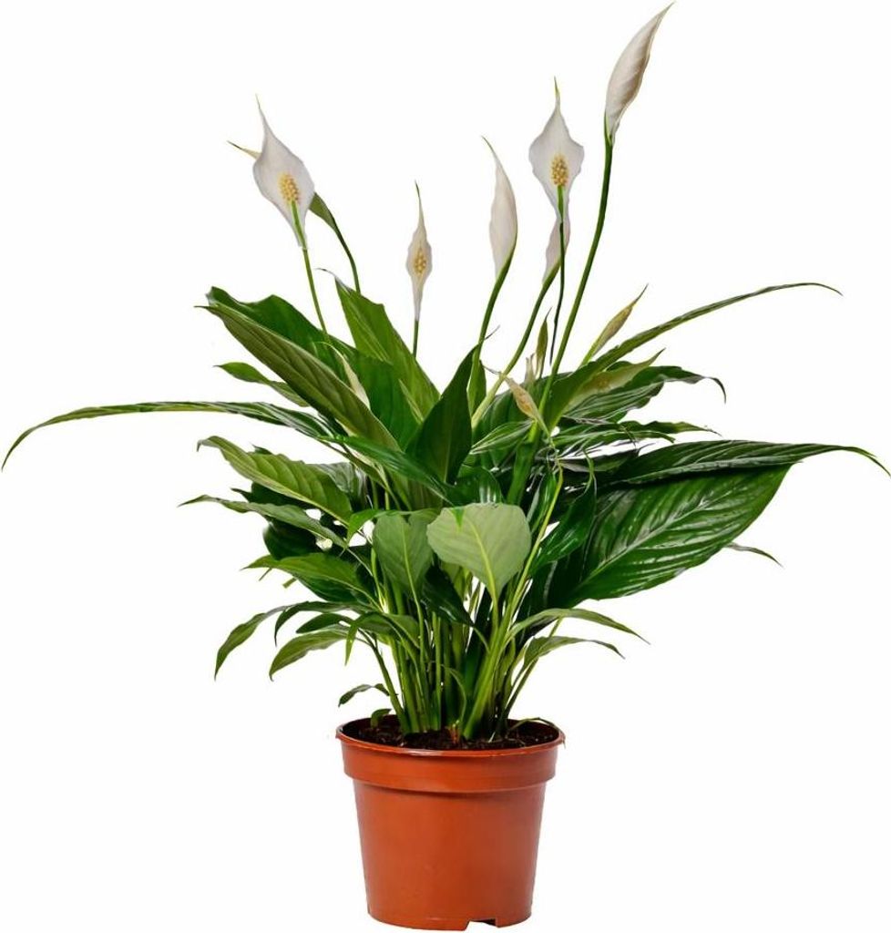 Einblatt Spathiphyllum Sweet Benito 60–70 cm – Friedenslilie Zimmerpflanze luftreinigend pflegeleicht