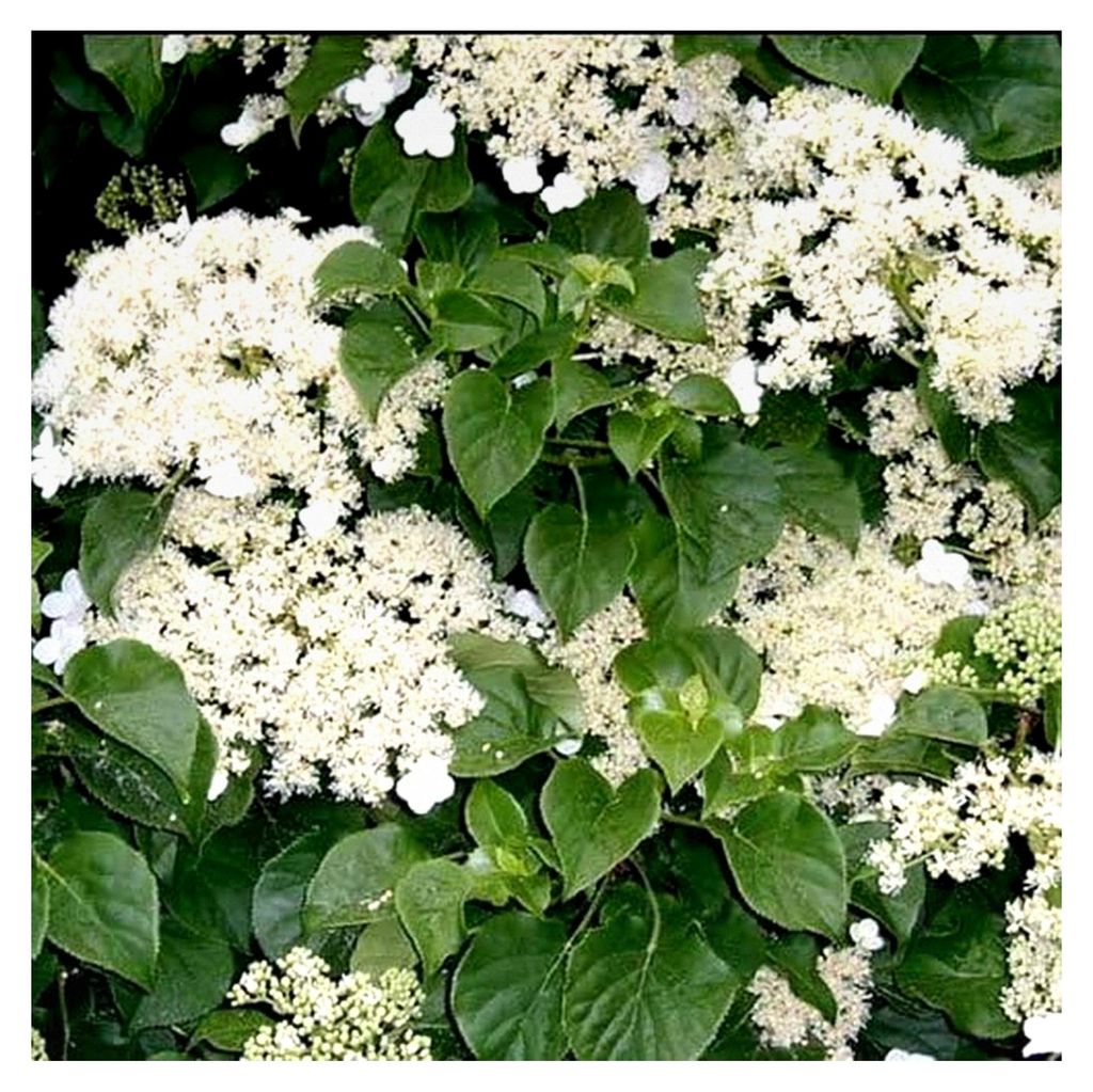 1 X Hortensie 'Petiolaris' Kletternde Laubstrauch Im Topf