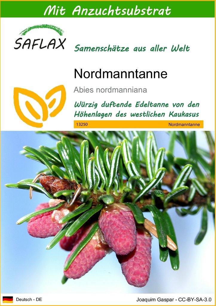 SAFLAX - Nordmanntanne - Abies nordmanniana - 20 Samen - Produktbild 