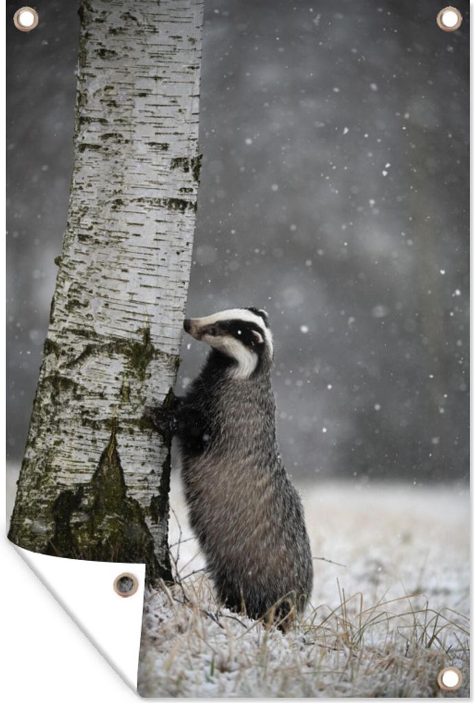 MuchoWow 40x60 cm Outdoor-Poster Gartendeko Sichtschutz Garten Poster für den Garten Dachs steht aufrecht an einem Baum im Nationalpark Eifel