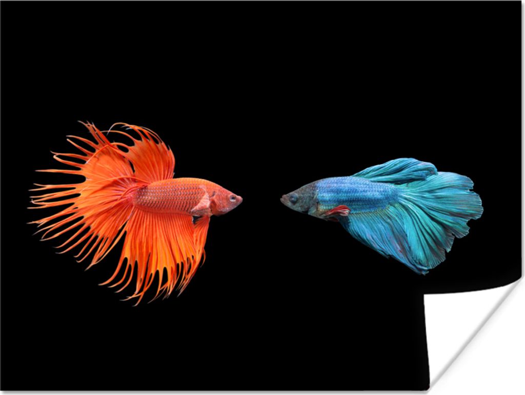 MuchoWow Poster Fische - Wilde Tiere - Schwarz 120x90 cm - Wandbild