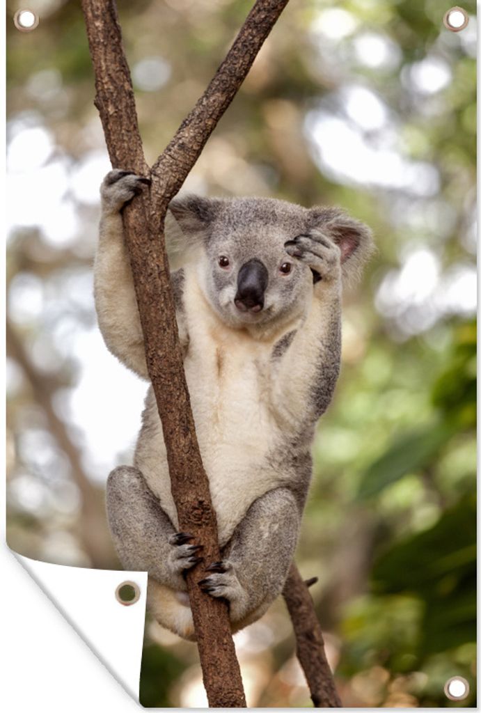 MuchoWow 40x60 cm Outdoor-Poster Gartendeko Sichtschutz Garten Poster für den Garten Koala - Äste - Tier - Kinder - Jungen - Mädchen