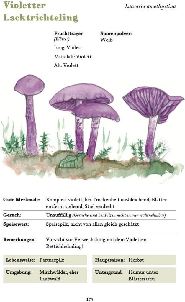 Comment Identifier les Champignons en Allemagne ? Guide Complet Facile