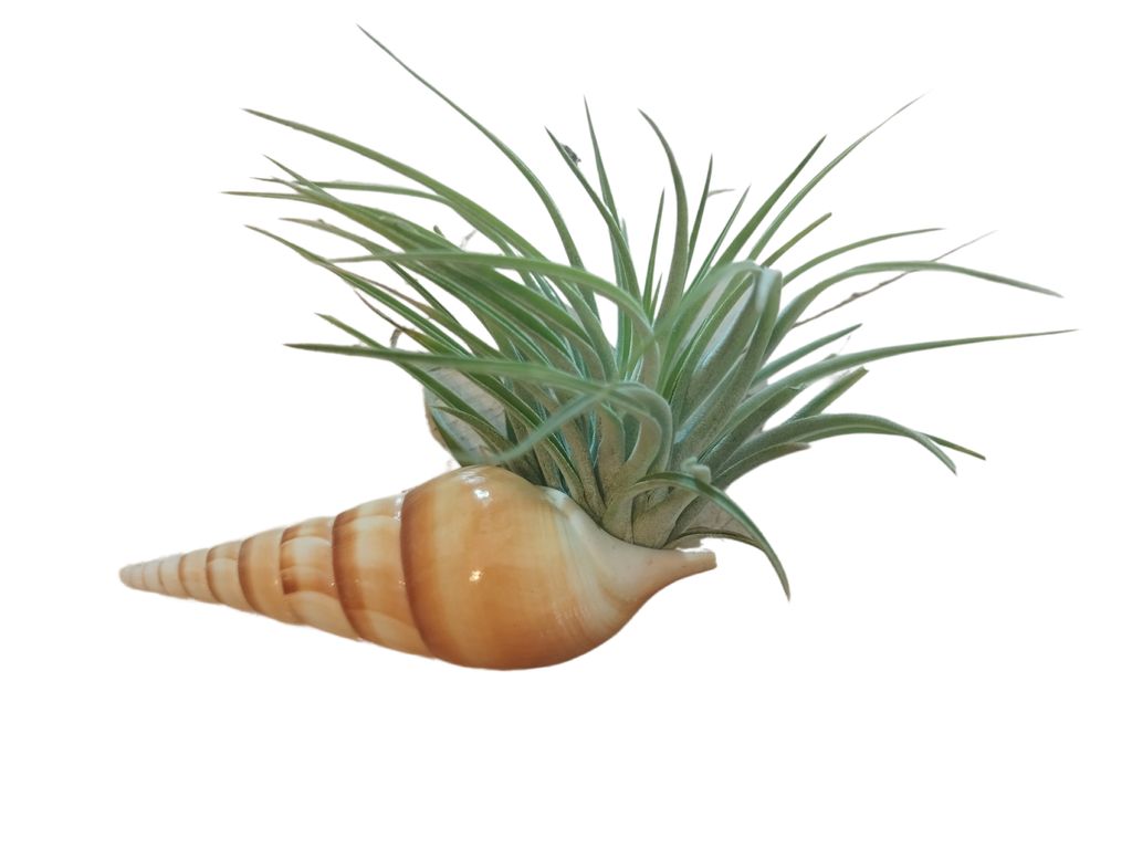 Zauberhafte Spindelschnecke mit Tillandsie