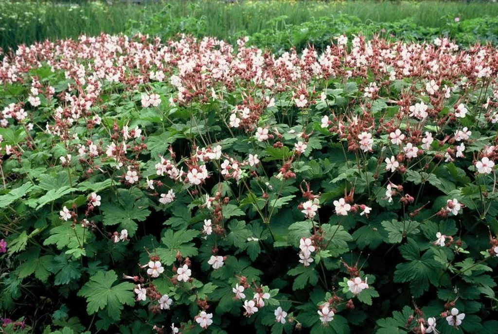 Géranium vivace blanc Spessart - Feuillage vert odorant et rustique